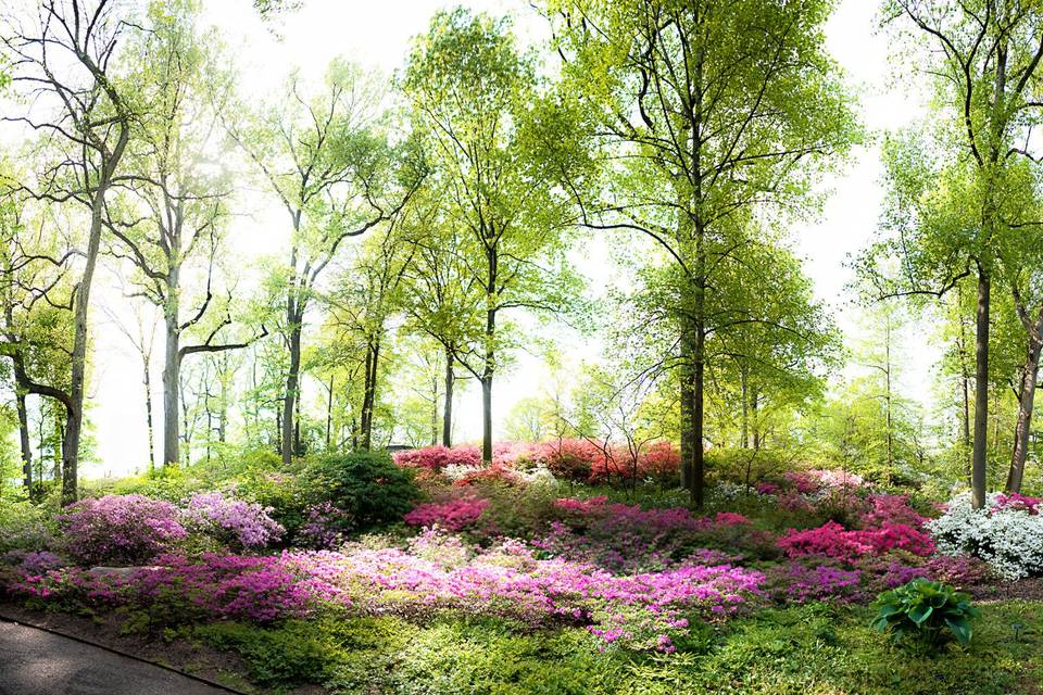 Dreamy woods and flowers