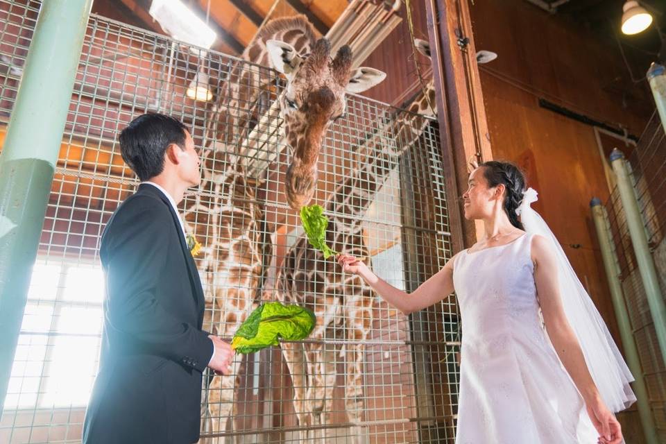 Giraffe feeding