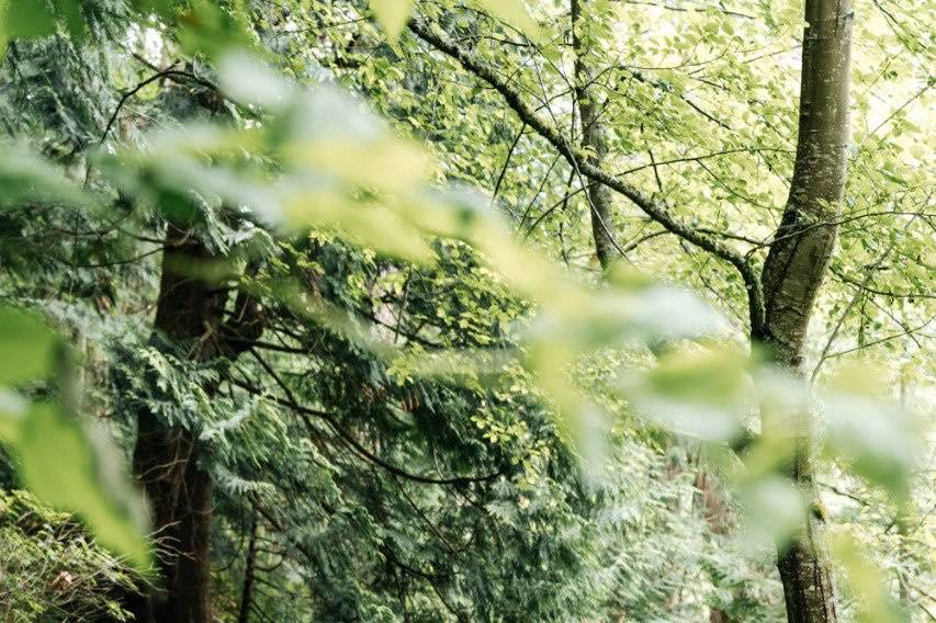 Romantic forest wedding
