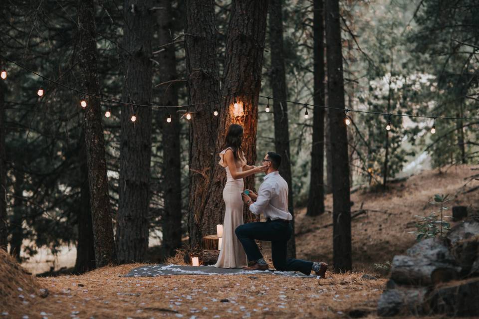 Forest Woods Engagement