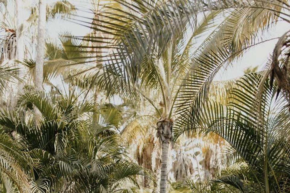 Love at home in the jungle