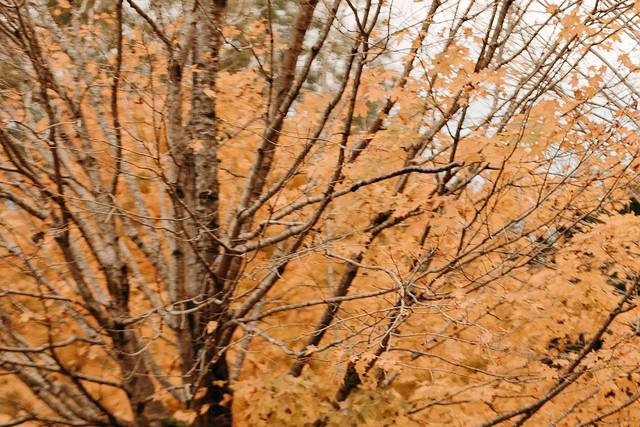 Laura Hamon Photography