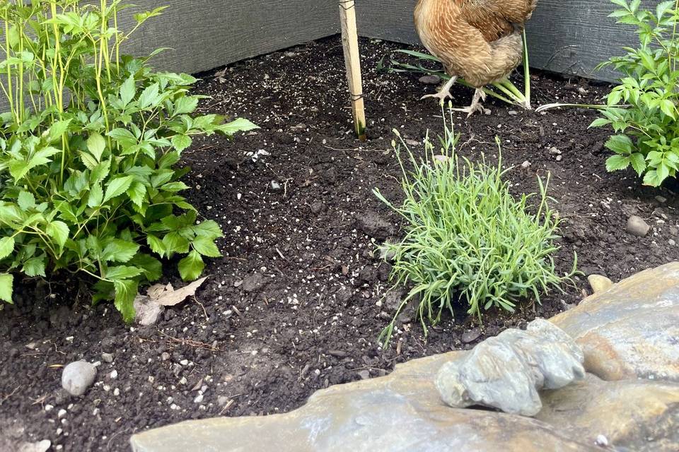 Carmen, the hen