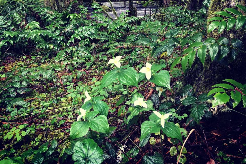 Trilliums in the forest