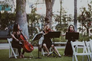 Organic String Quartet