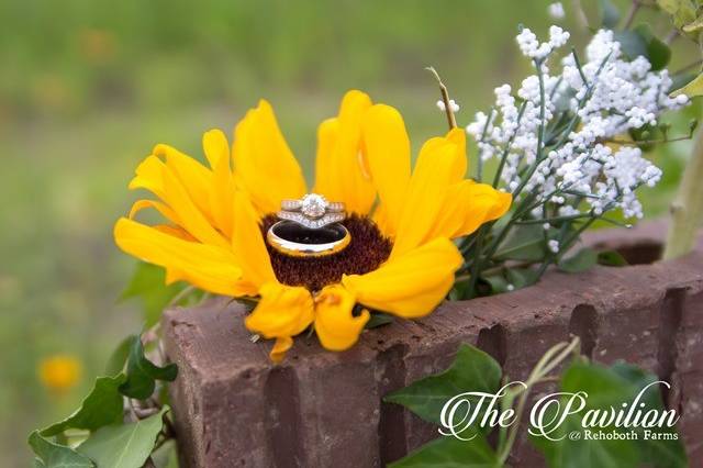 Sunflower with rings