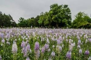 Historic Prairie in spring