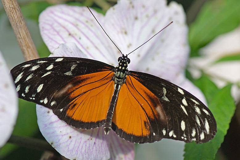 the Butterfly place - Museum Weddings - Westford, MA - WeddingWire