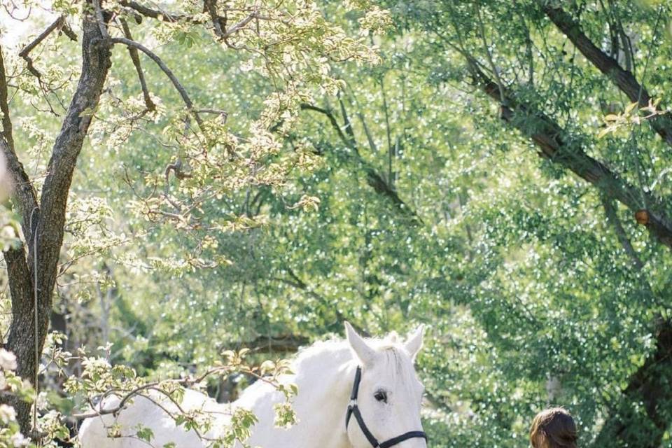 Farm Percheron