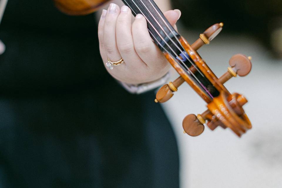 Viola