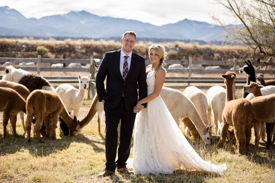 Bride and groom with alpacas