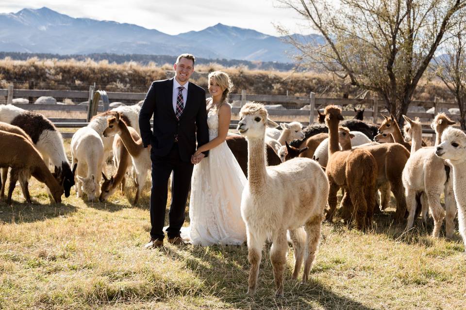 Alpaca photo bomb