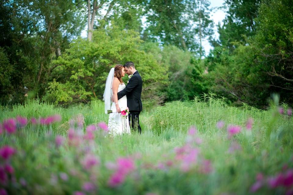 Bride in the Dovehouse