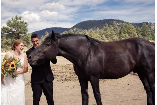 Horses eat flowers