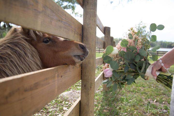 Pastures and Ponies