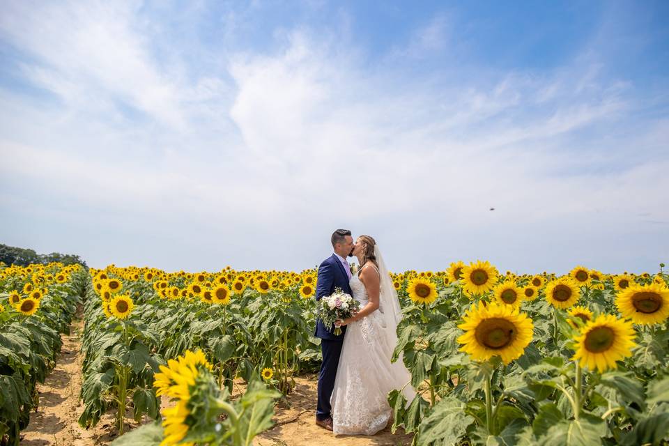 Sunflower field