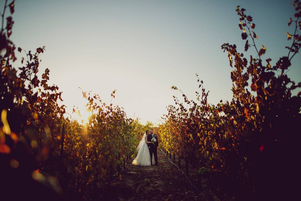 Sunset in the Vineyards