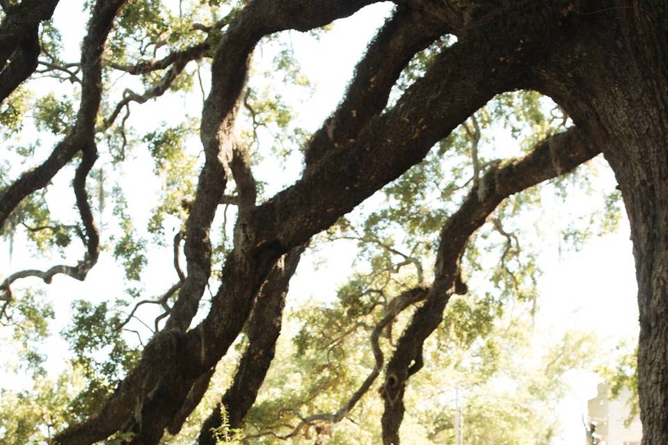 Cummer Oak