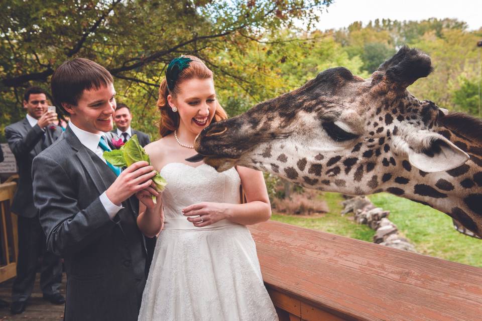 Giraffe feeding