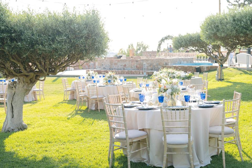 Wedding amongst olive trees