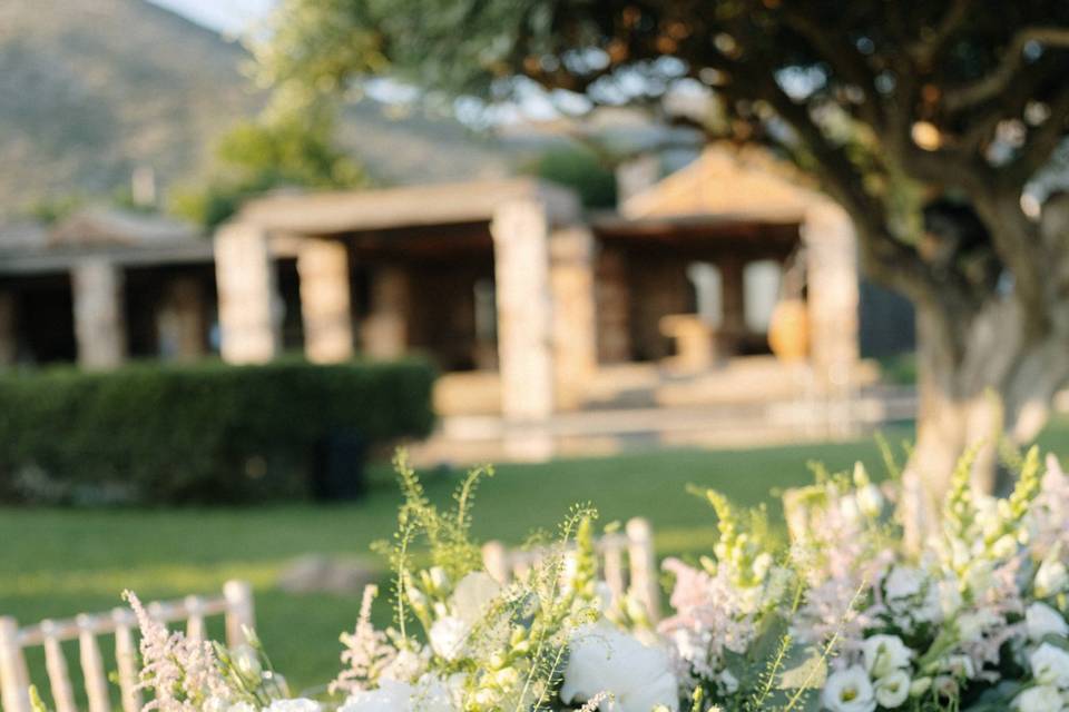 Wedding amongst olive trees