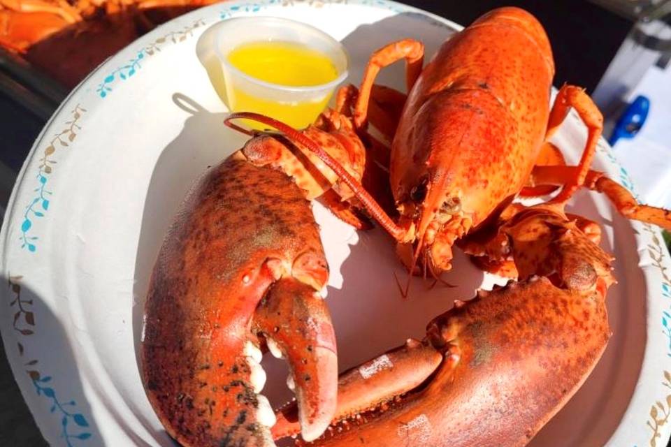Maine Lobster