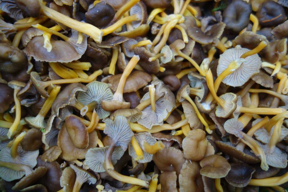 Yellow foot mushrooms