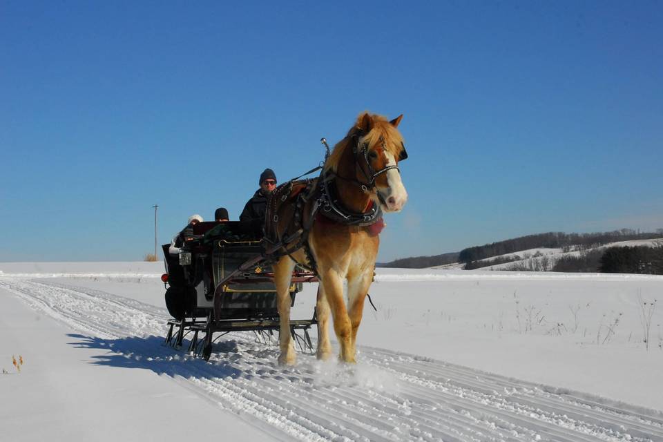 Horse Carriage