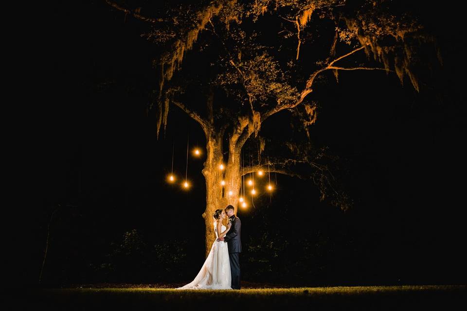 Tree illuminated at night