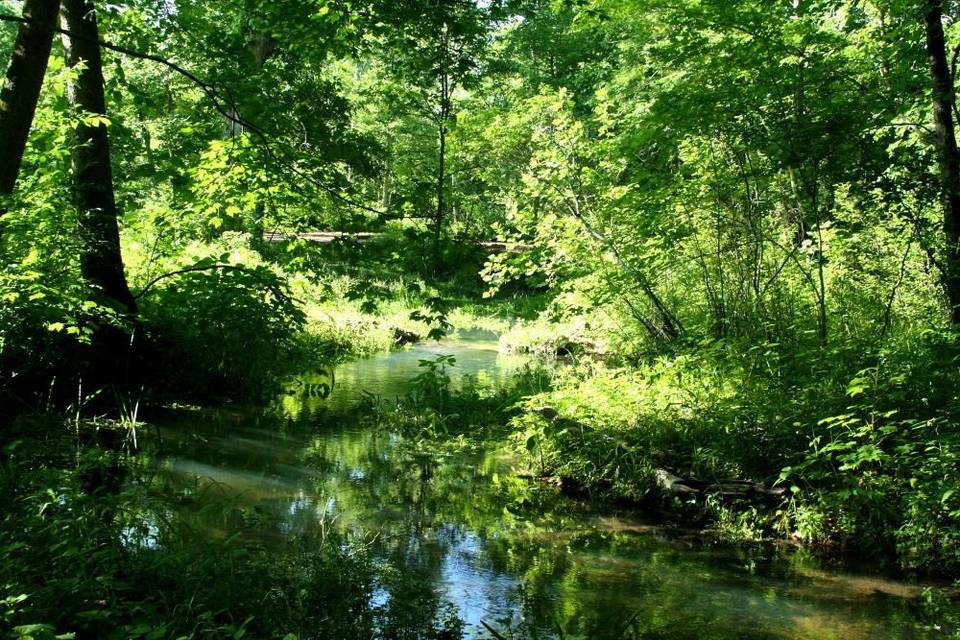 forest
