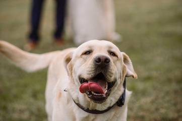 Happy Dog