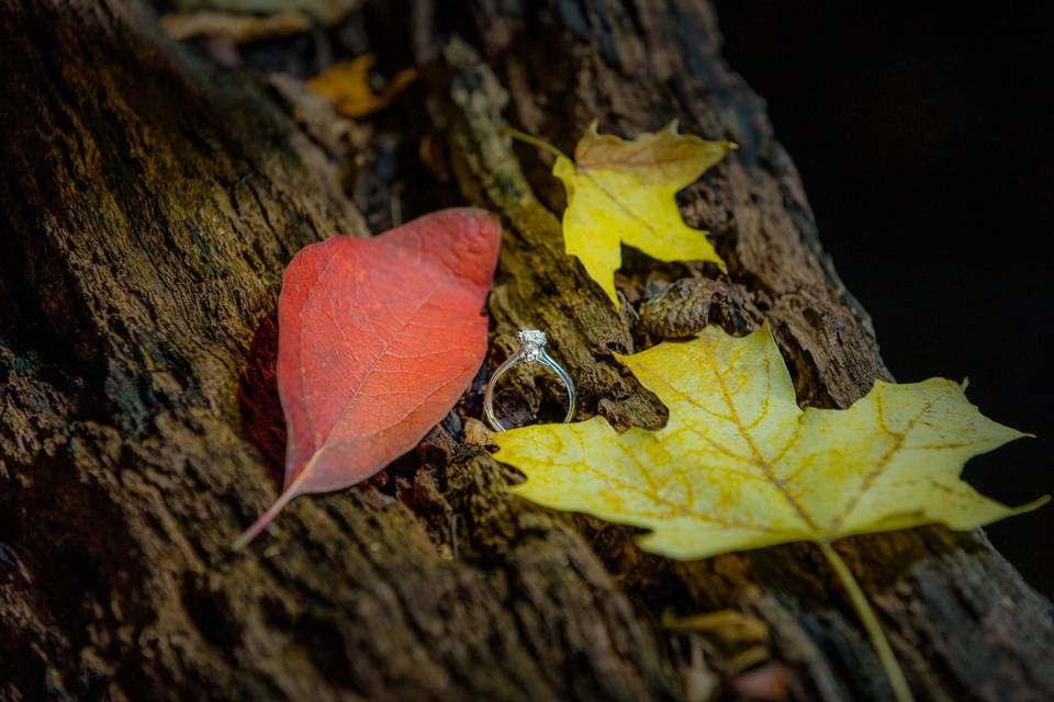 Fall Engagement Session