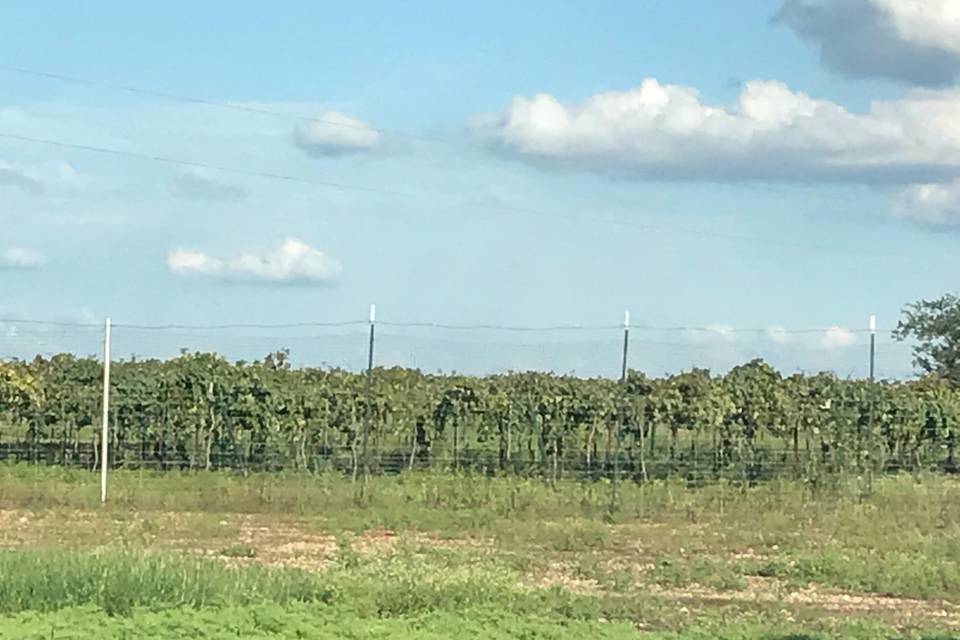 The lush vineyard