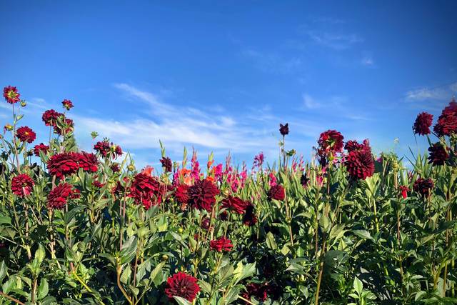 Providence Hill Flower Farm