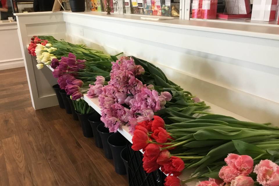 Tulip Bar