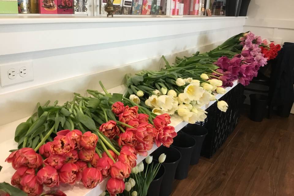 Tulip Bar
