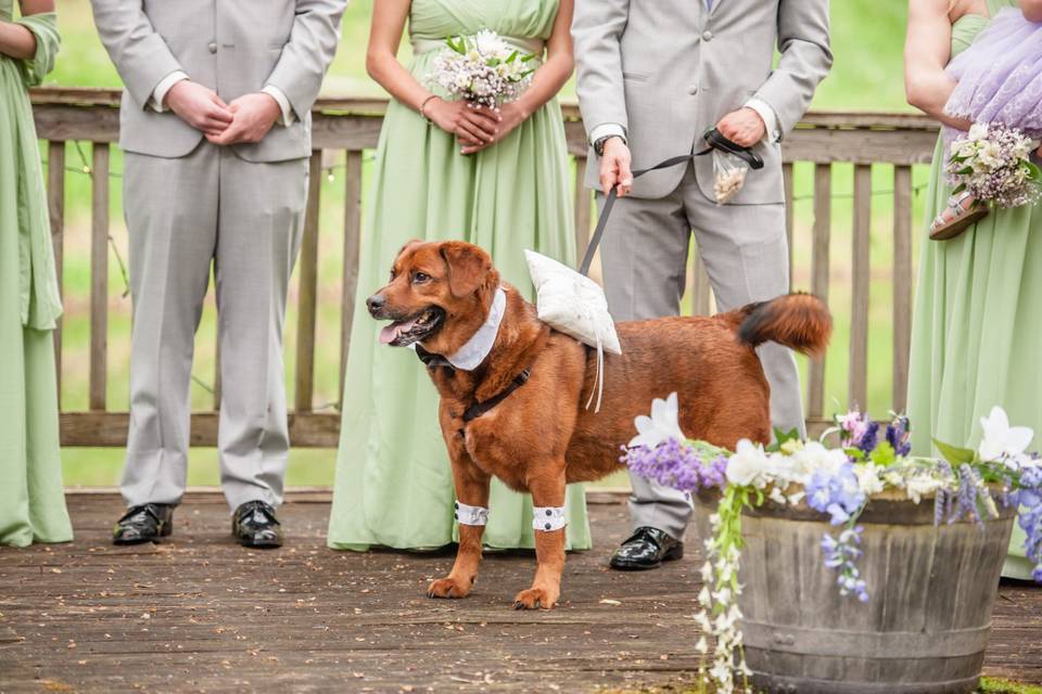 Wedding party and dog