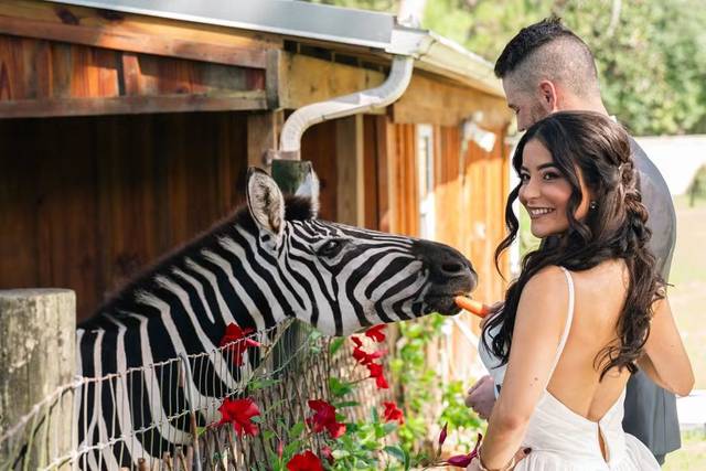 Ruby The Zebra