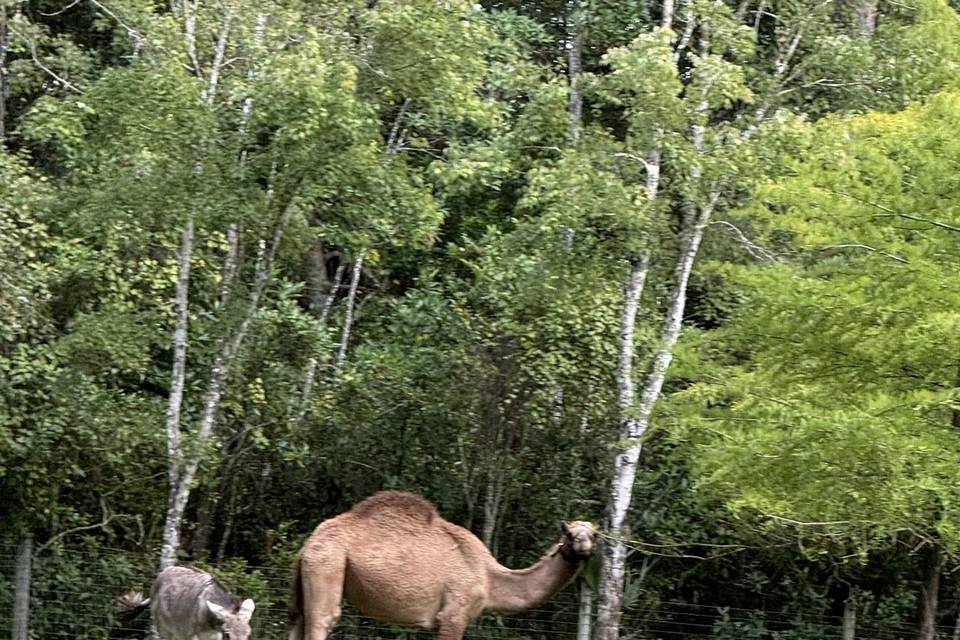 Charlie the Camel