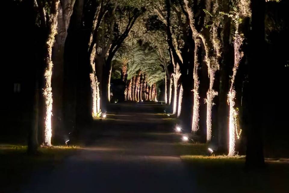 Tree Tunnel at Night