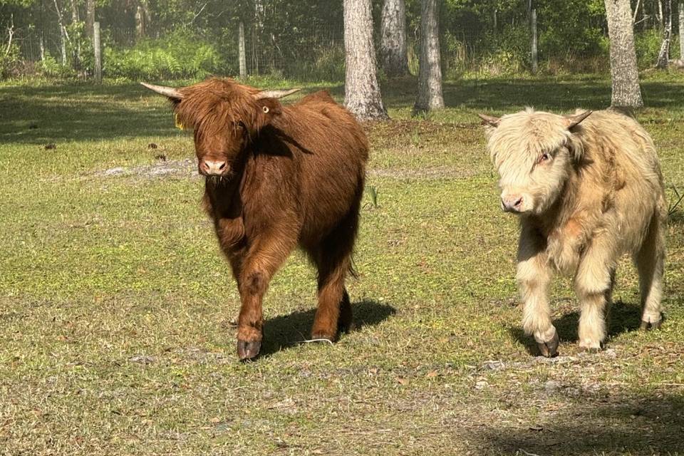 Highland Cows