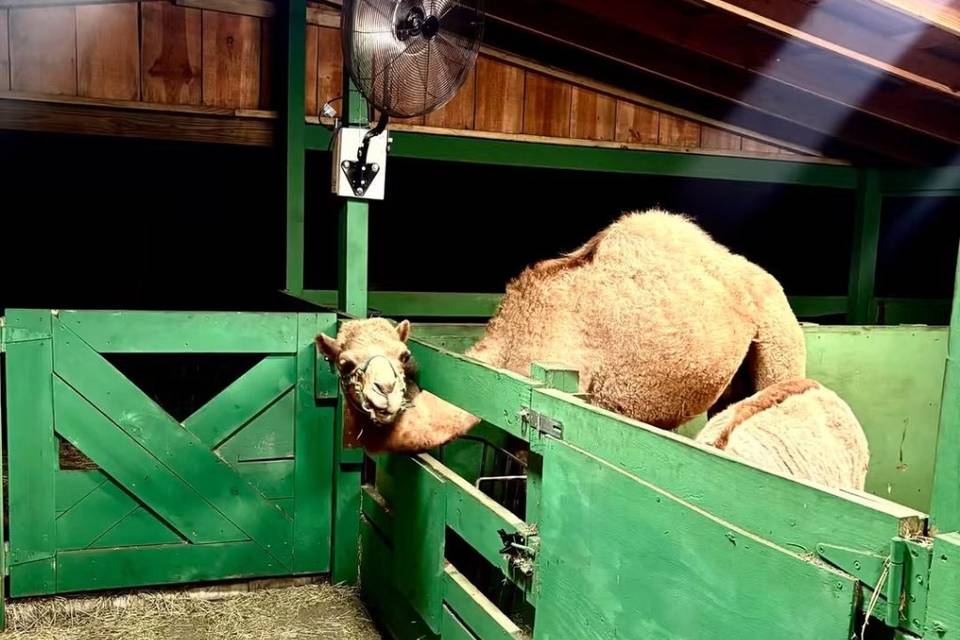 Charlie the Camel