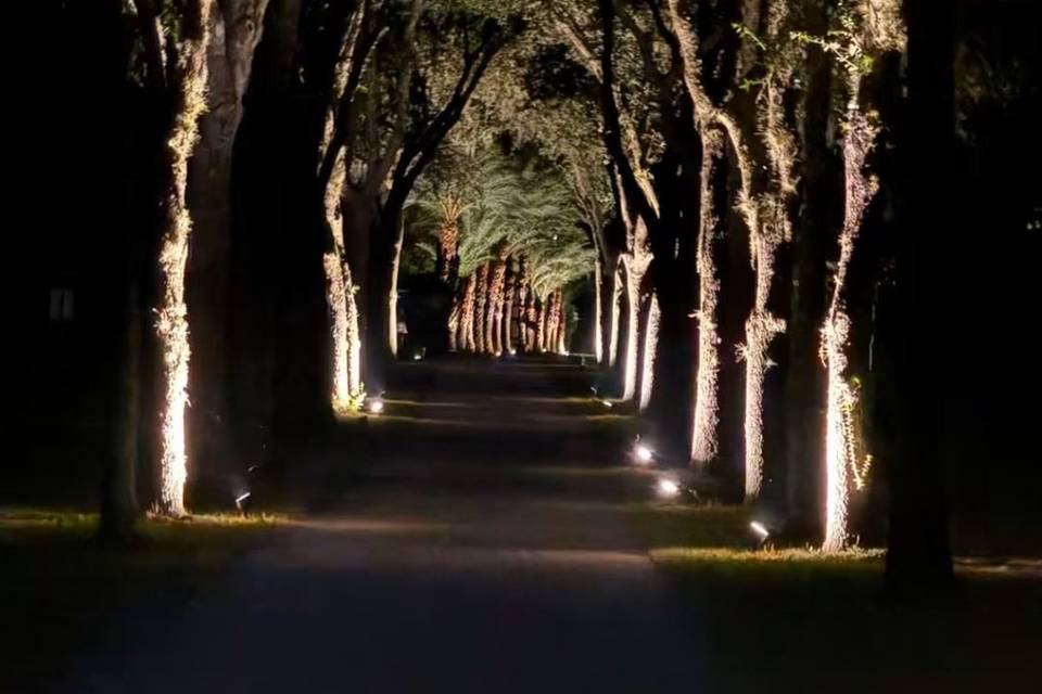 Row of Oaks
