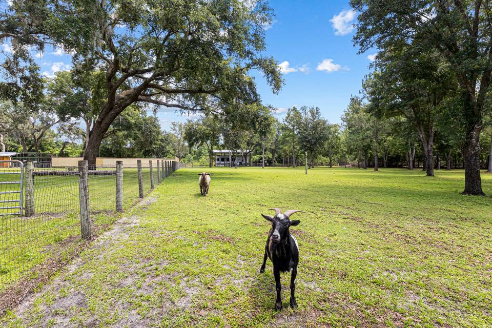 Our Farm Animals