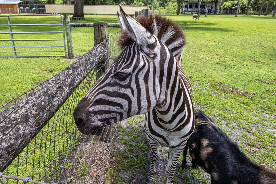 Ruby the Zebra