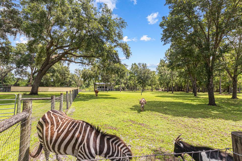 Ruby the Zebra