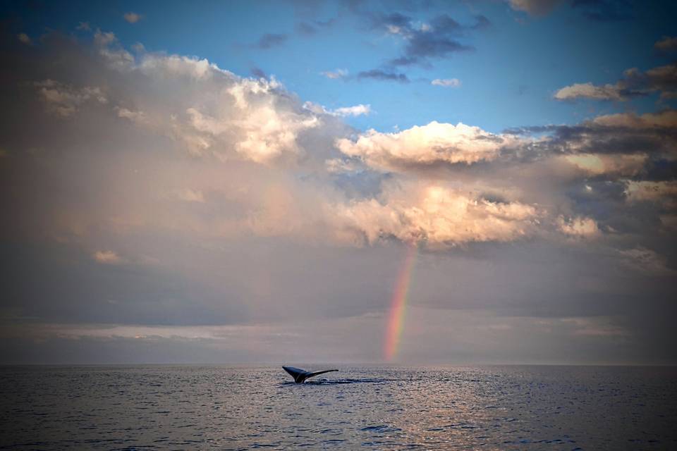 Whales and Rainbows