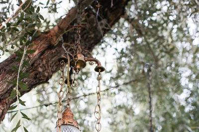 Lanterns hanging from a tree