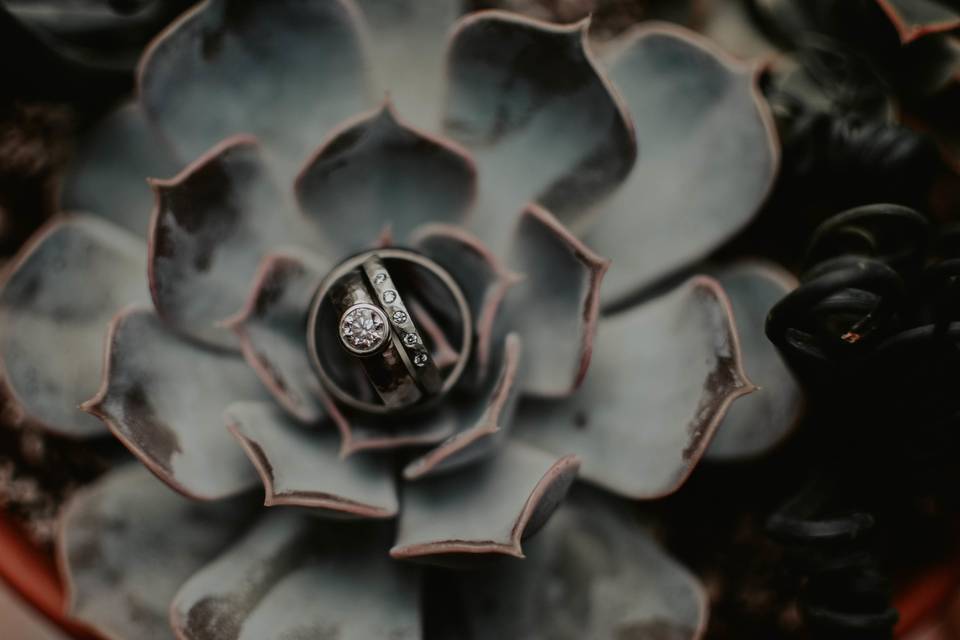Dreamy little succulent ring shot