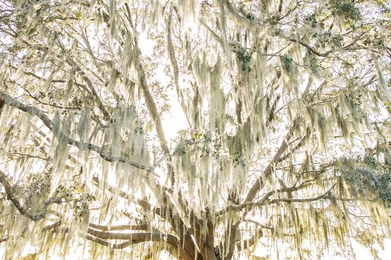 Todd Gilman Photography